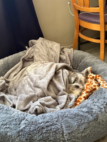 Cliente muestra a su perro schnauzer acurrucado en la cómoda Cama Antiestrés para Perros gris.