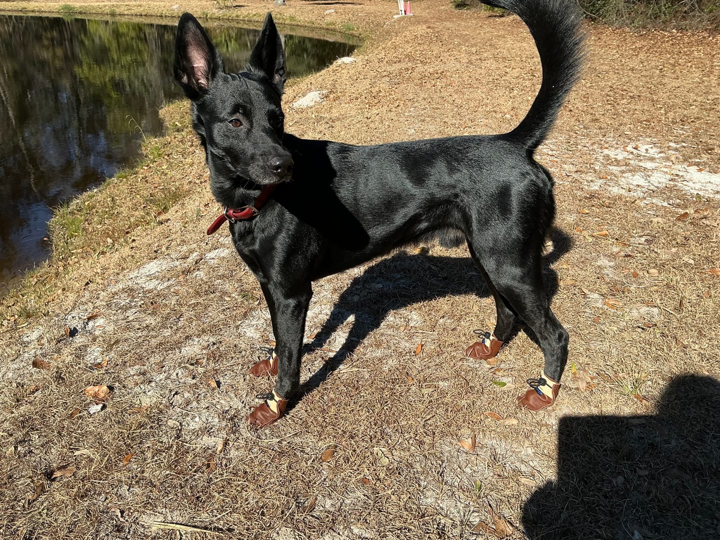 Customer photo review of The Lariat Cinch - Dog Boots
