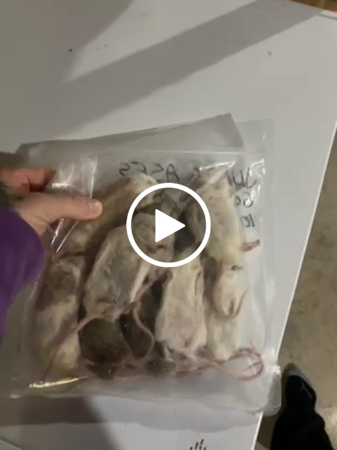 Customer video review of Jumbo African Soft Fur Rats (10 Count)