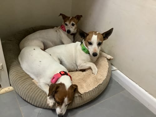 Customer photo review of FluffGuard - 12 Months Bug Free Collar