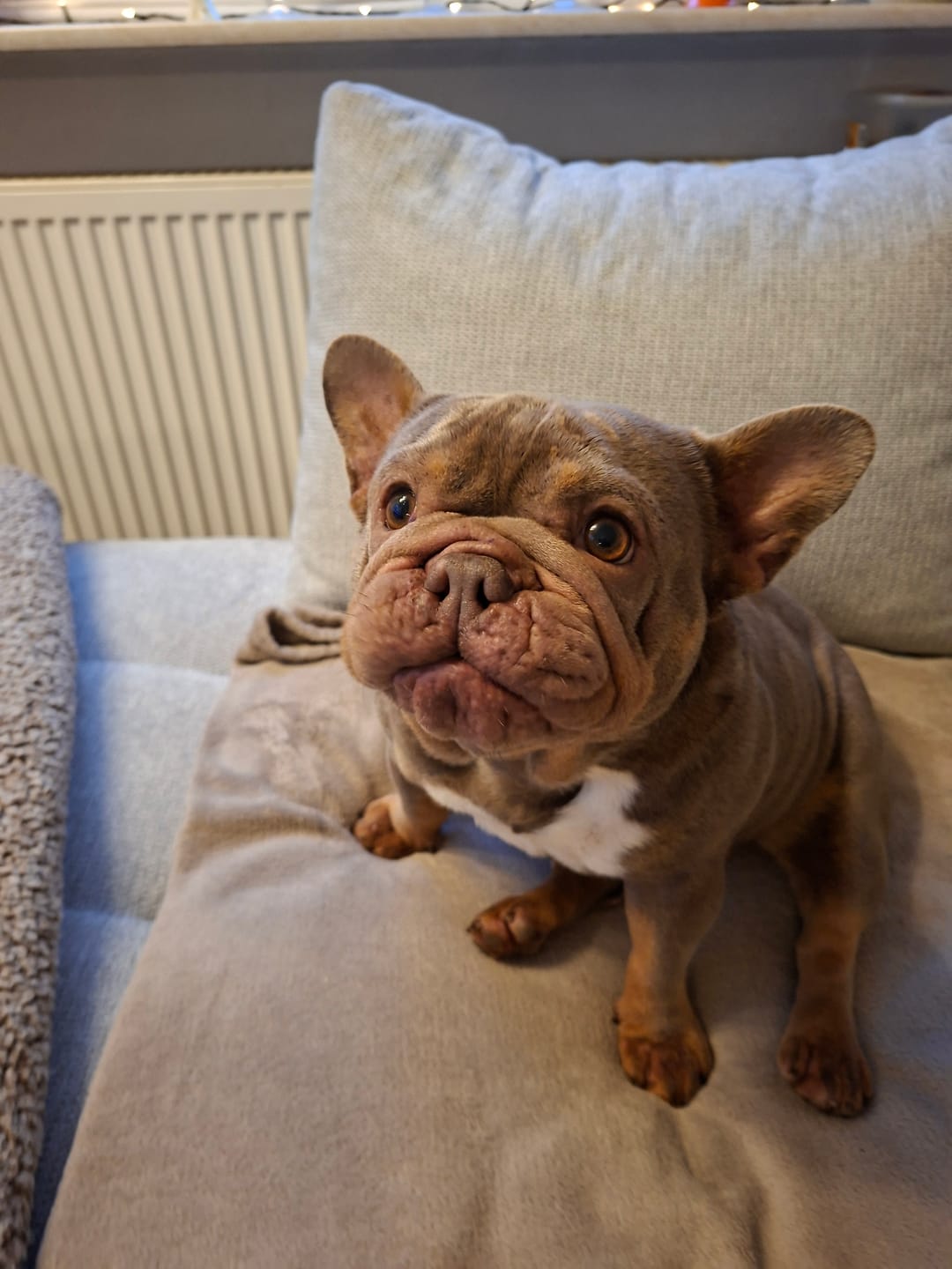 Customer photo review of Allergietest Plus Hund