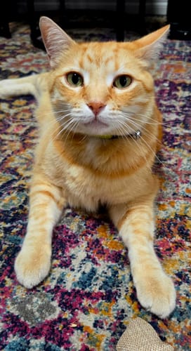 Customer photo review of 1 Month Supply – 1 Cat