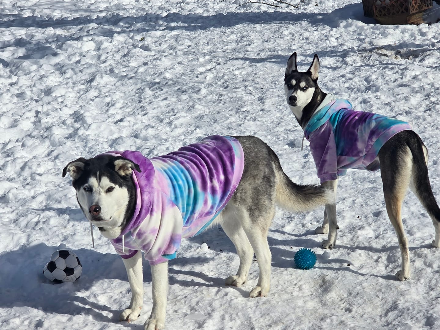 Customer photo review of Velvet Dog Hoodie - 90s Retro