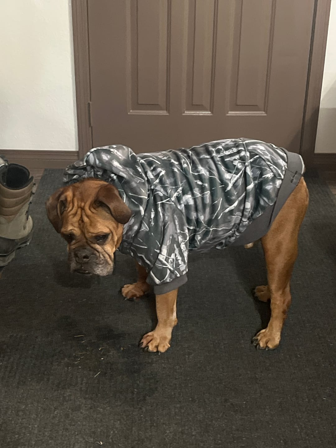 Customer photo review of Concrete Wood Dog Hoodie - Asphalt