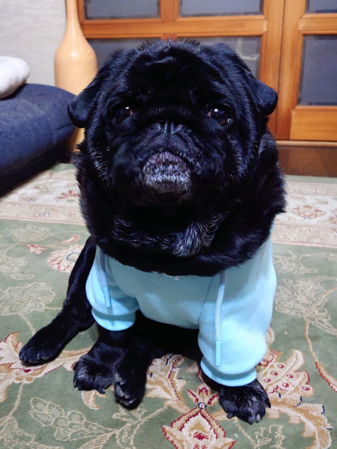 Customer photo review of Essential Dog Hoodie - Baby Blue