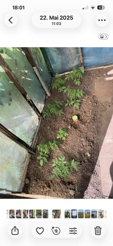 Customer photo review of Olla Pflanzenbewässerung "Hydro Max" in den Größen 0,2 L / 1 L / 3 L / 6,5 L