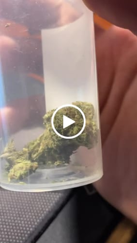 Customer video review of Cartel Cola THCA Flower