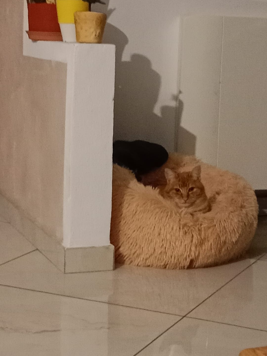 Customer photo review of ADTAB GATTI 2-8kg (3cpr) - Libera il Tuo Gatto da Pulci e Zecche