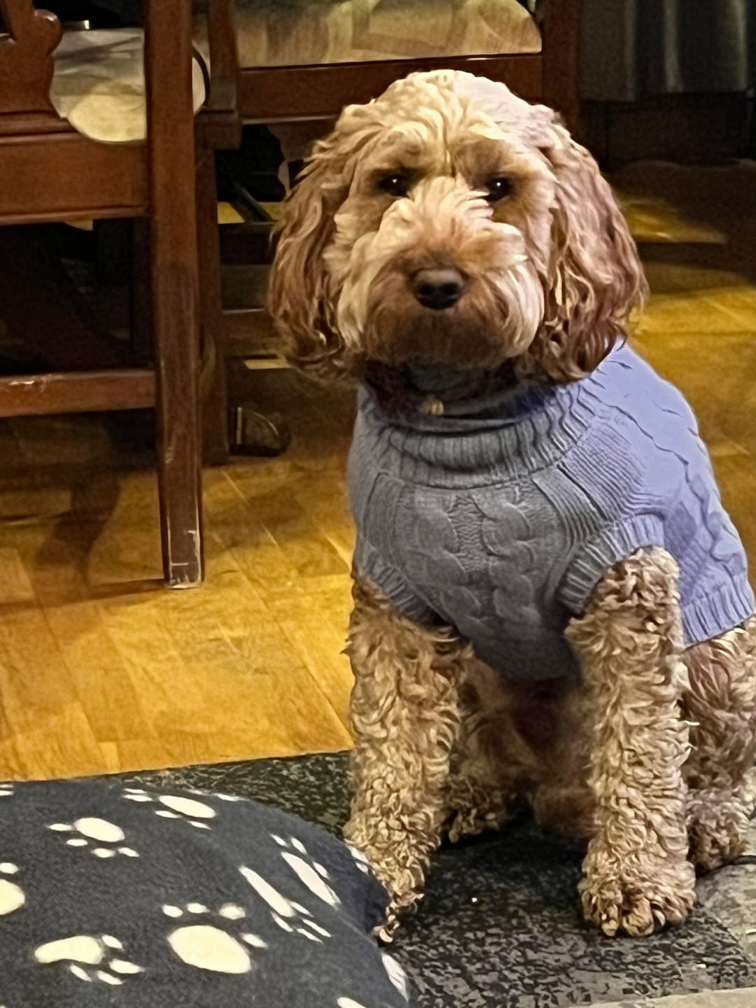 Customer photo review of Cable Knit Dog Sweaters