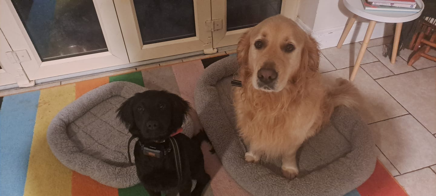 Customer photo review of GPS Dog Fence F810 plus | for Small, Medium and Large dogs