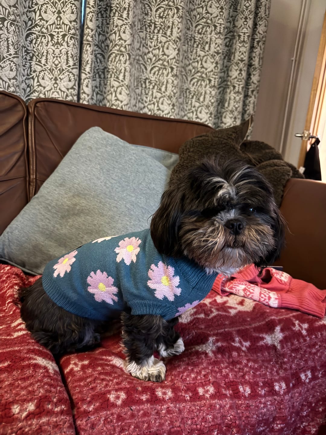 Customer photo review of Flower Knit Dog Sweater