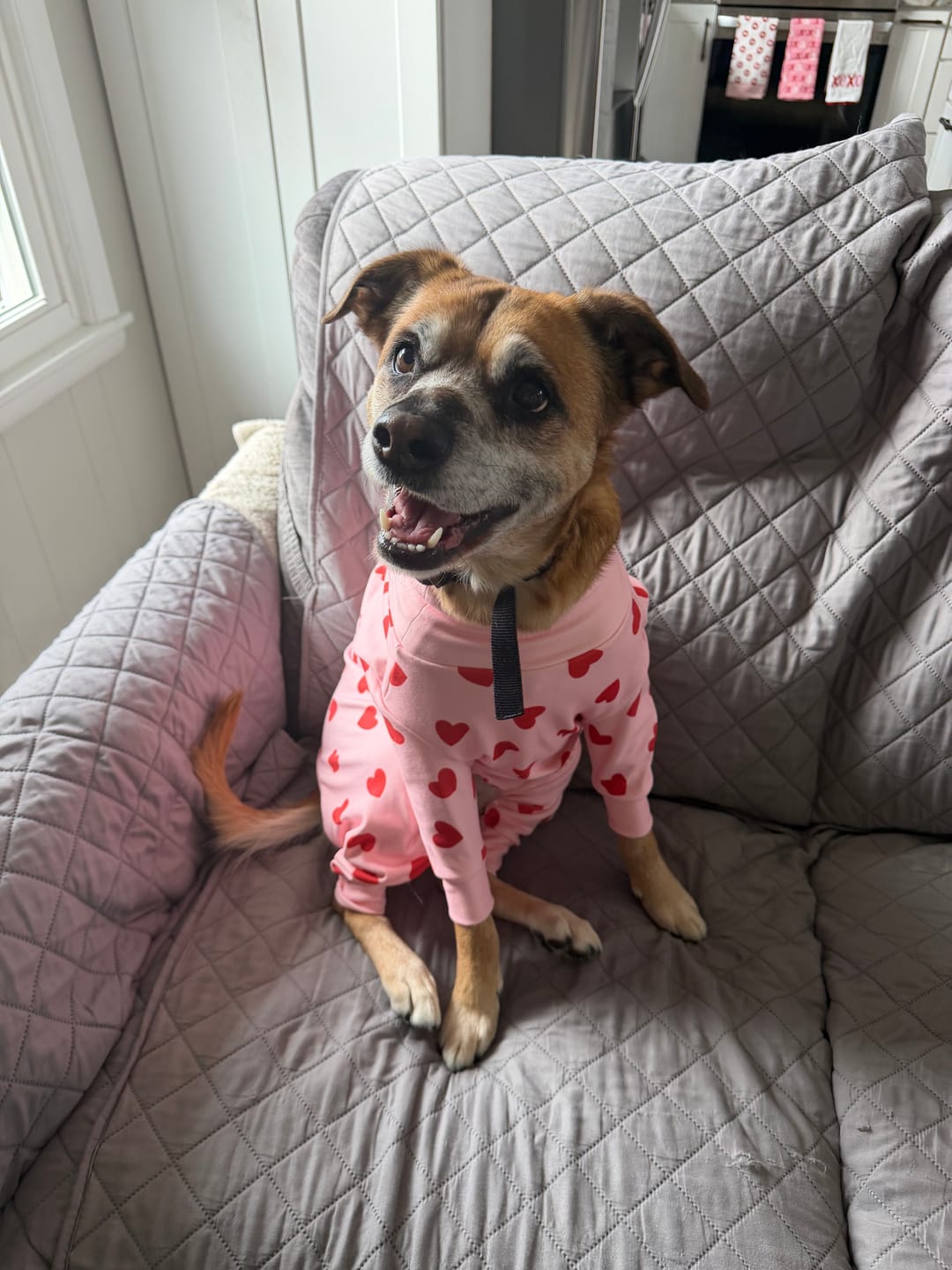 Customer photo review of Dog Pajama - Pink Hearts
