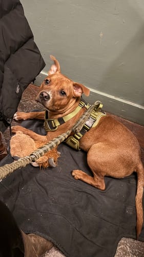 Customer's dog lying on a mat while wearing the olive green Hurricane Harness with a leash attached.