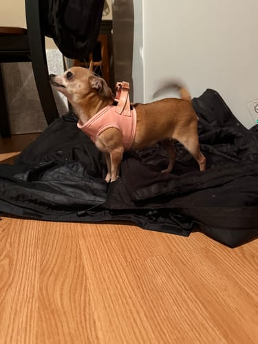 Customer photo review of Mystery Box - Dog