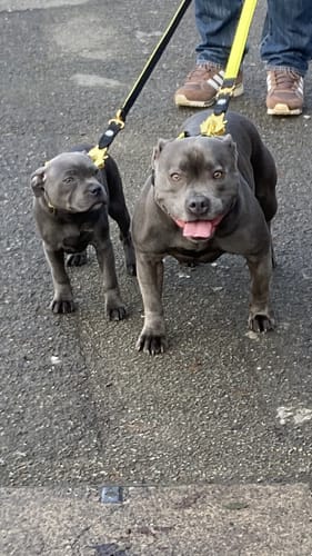Customer's two grey dogs facing forward, wearing their black and yellow Lighter Combat® Collars on a walk.