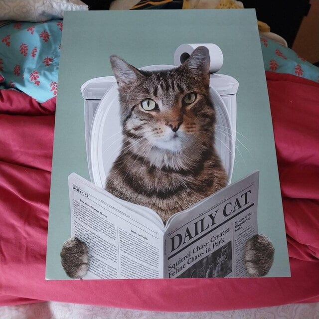 Customer photo review of Cat Reading Newspaper