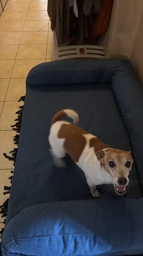 Customer photo review of Biggie Pet Bed