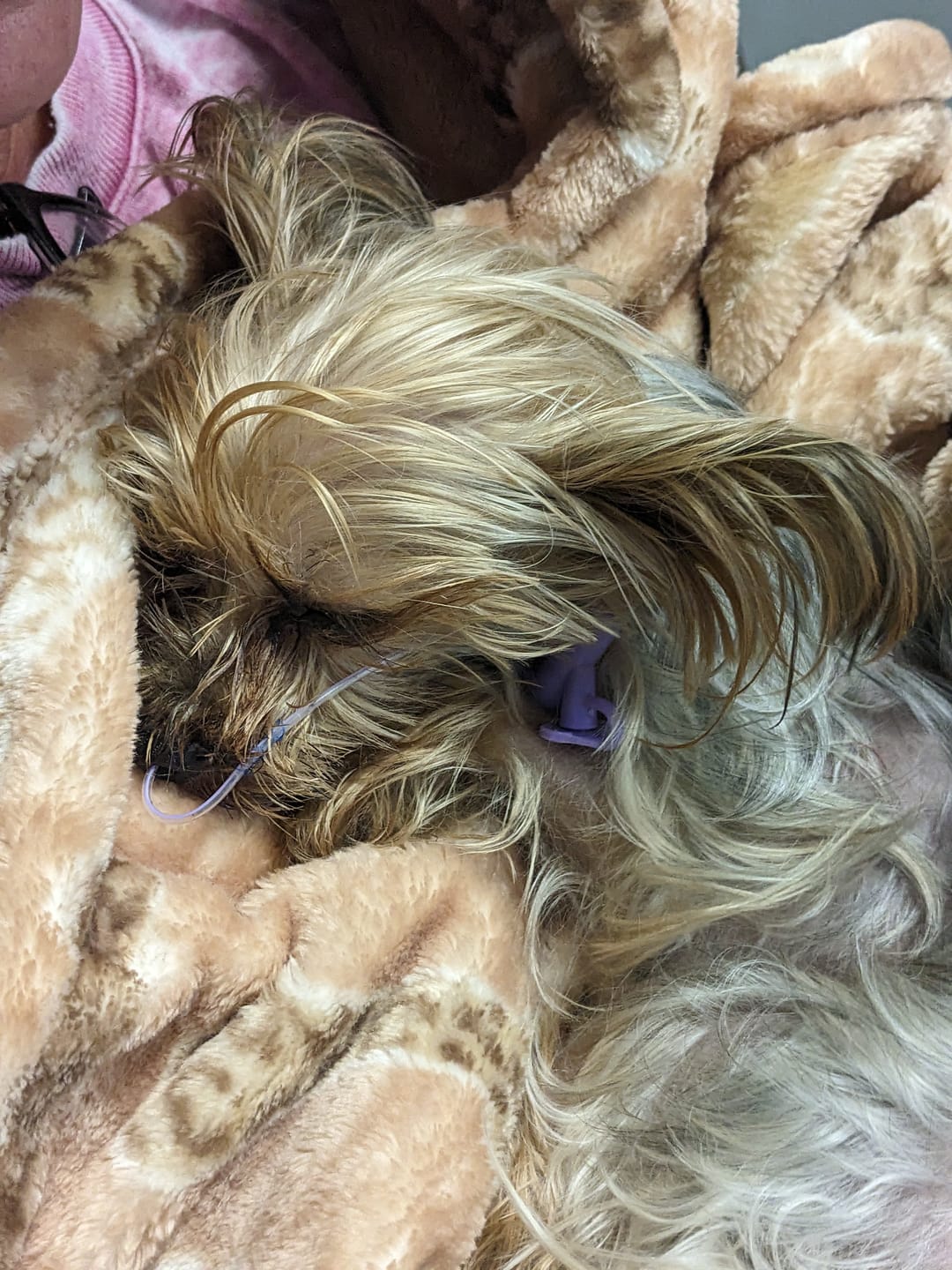 Customer photo review of Royal Canin Veterinary Diet - Renal Support Liquid Dog 4 pack