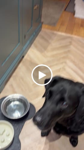 Customer video review of Goat Milk Powder for Dogs
