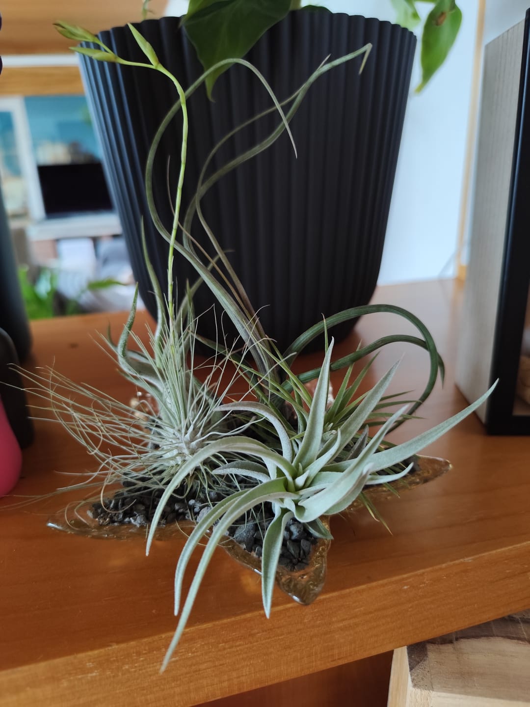 Customer photo review of Tillandsia argentea