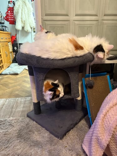 Customer photo review of 1 Month Supply – 3 Cat