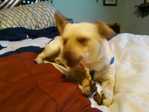 Customer photo review of Iron Paws Premium Dog Supplement