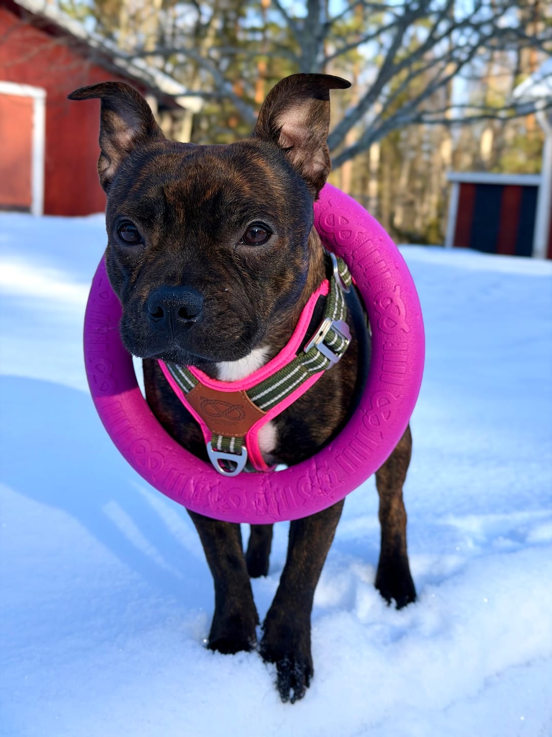 Customer photo review of Staffordshire Bull Terrier 1935® Pull Ring - Pink - 1pc