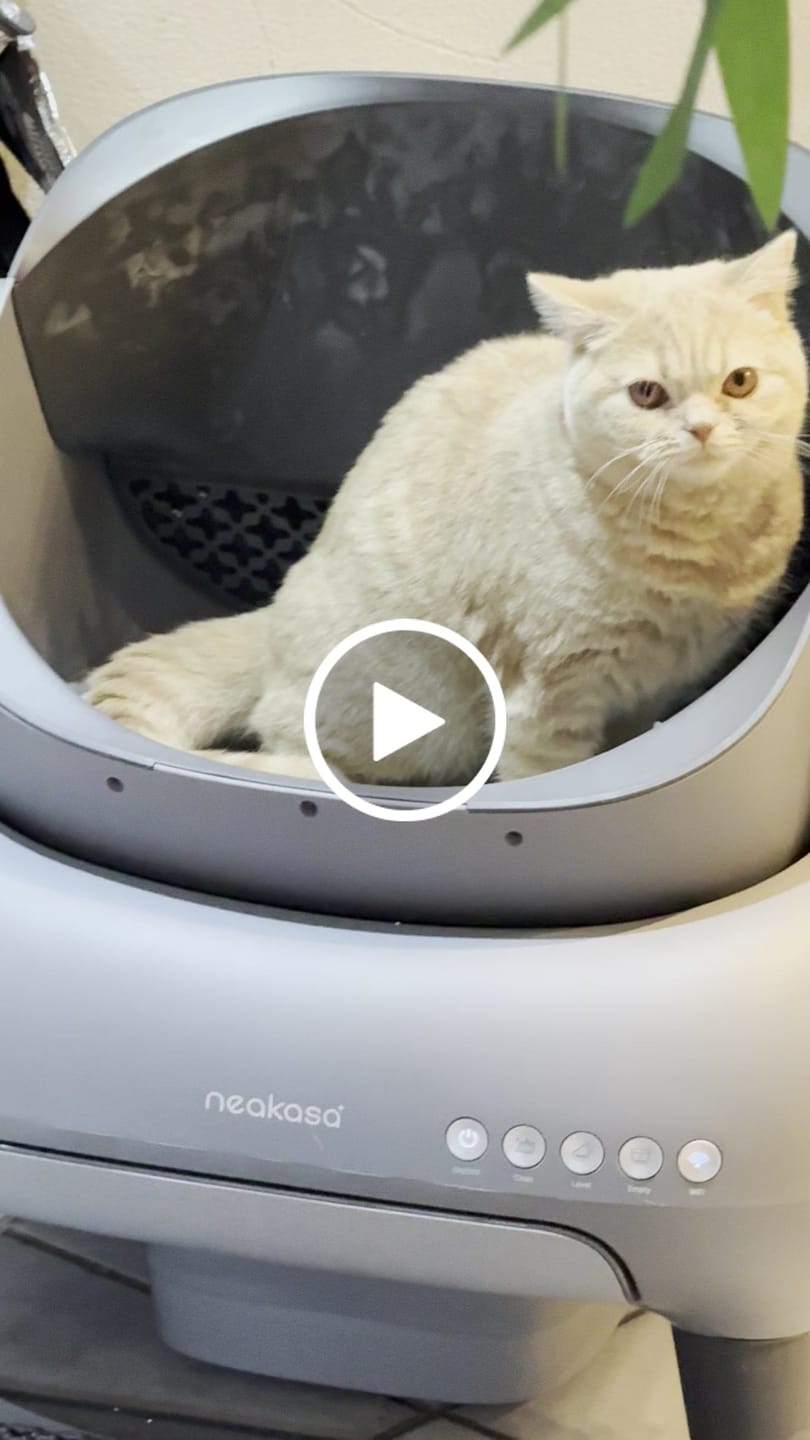 Customer video review of Neakasa M1 Plus Selbstreinigende Katzentoilette mit offenem Design