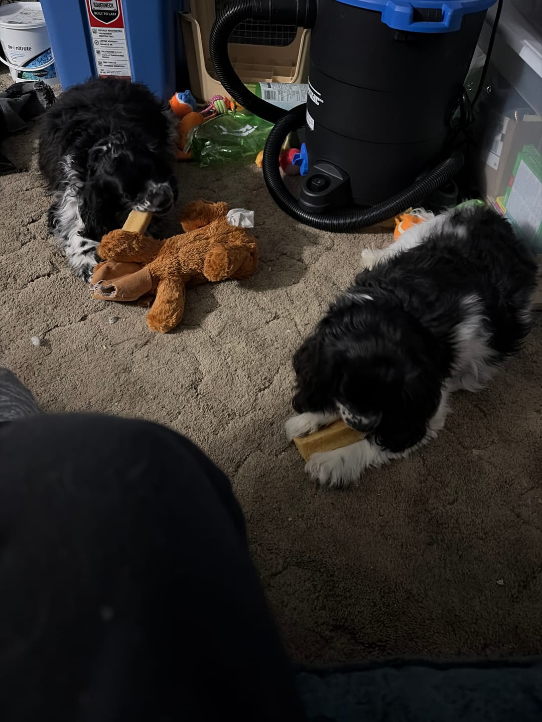 Customer photo review of Himalayan Yak Chew (MEGA)