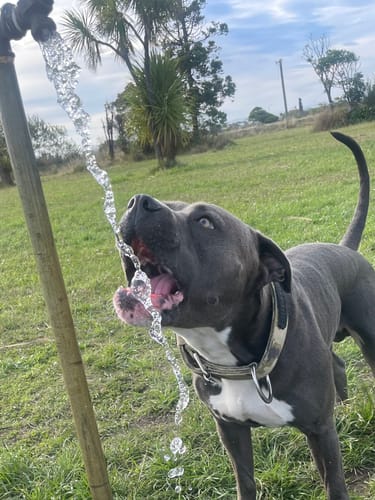 Customer photo review of Hand Made Leather Dog Collar - Ruthless Grey & Black (Wide Fit)