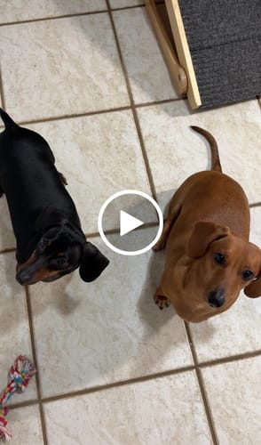 Customer video review of Tito El Satito | Peluche con Sonido