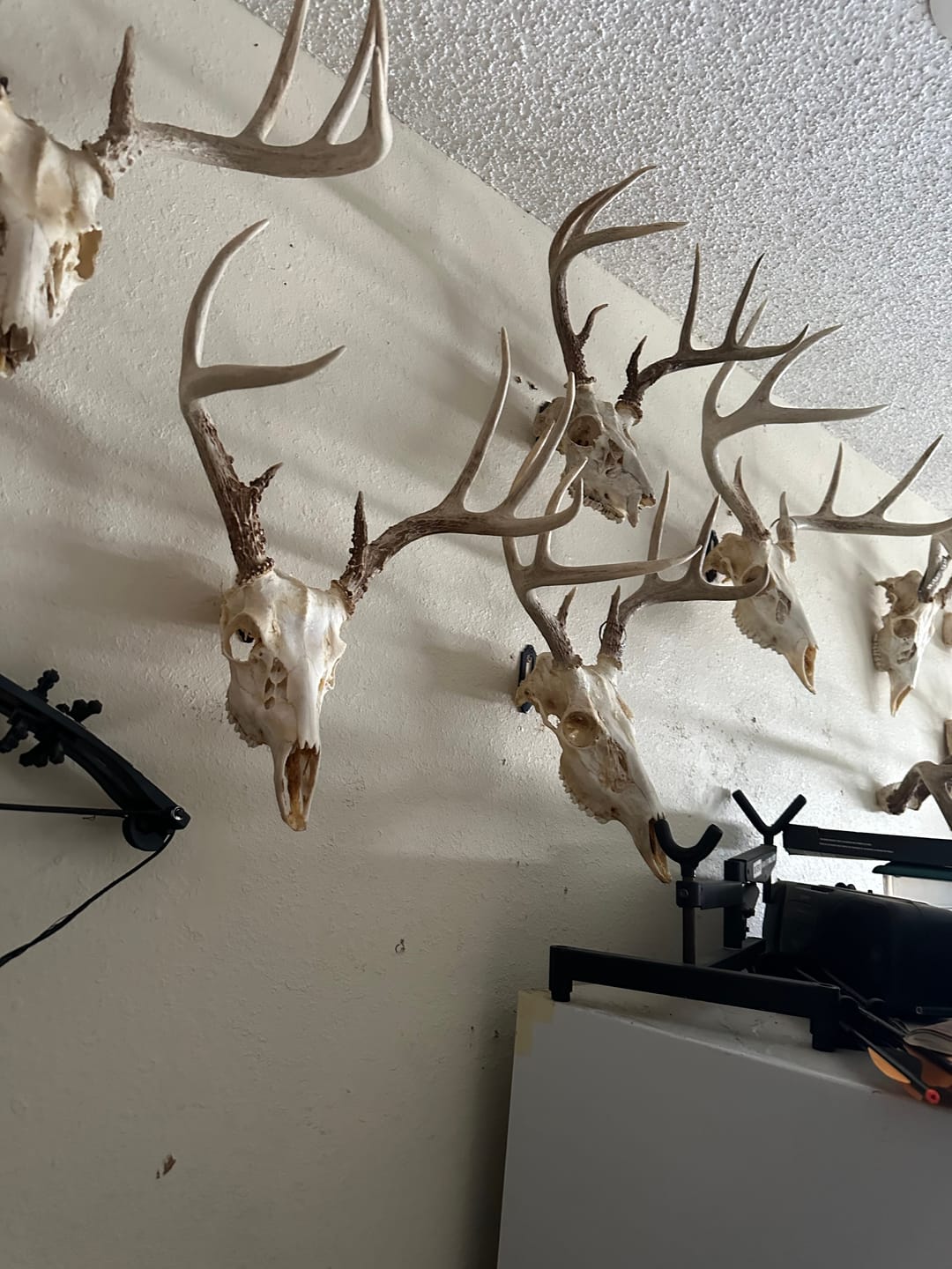 Customer photo review of European Trophy Mount - Small Hook - 10 PACK