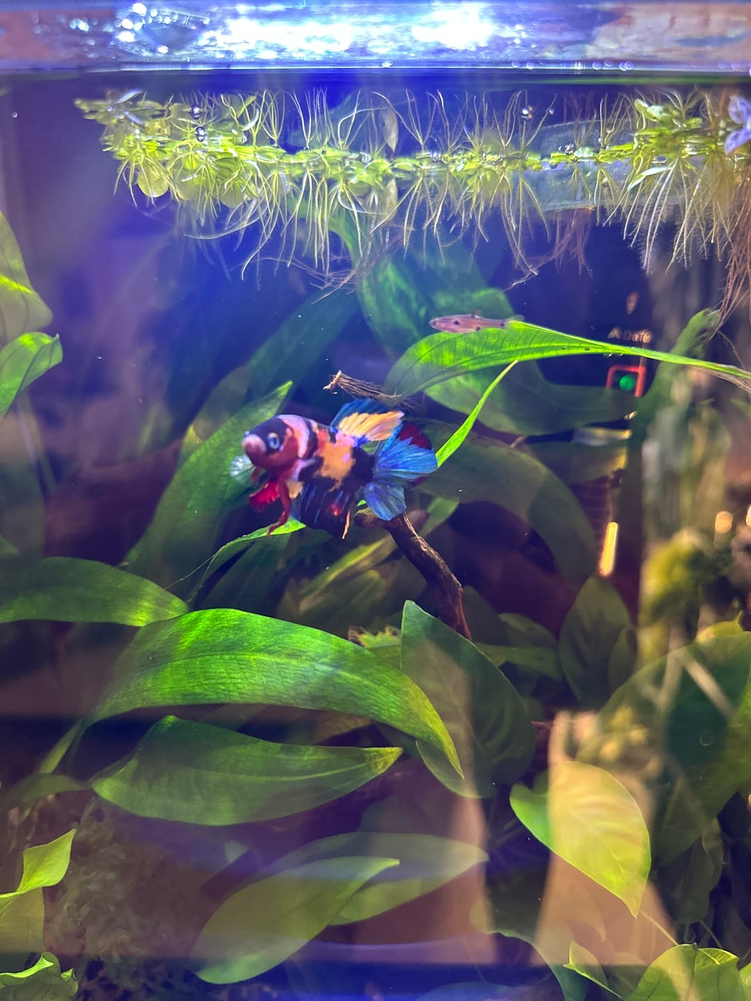 Customer photo review of Multicolor Plakat Male Betta Fish |Show Grade|  You Pick Fish
