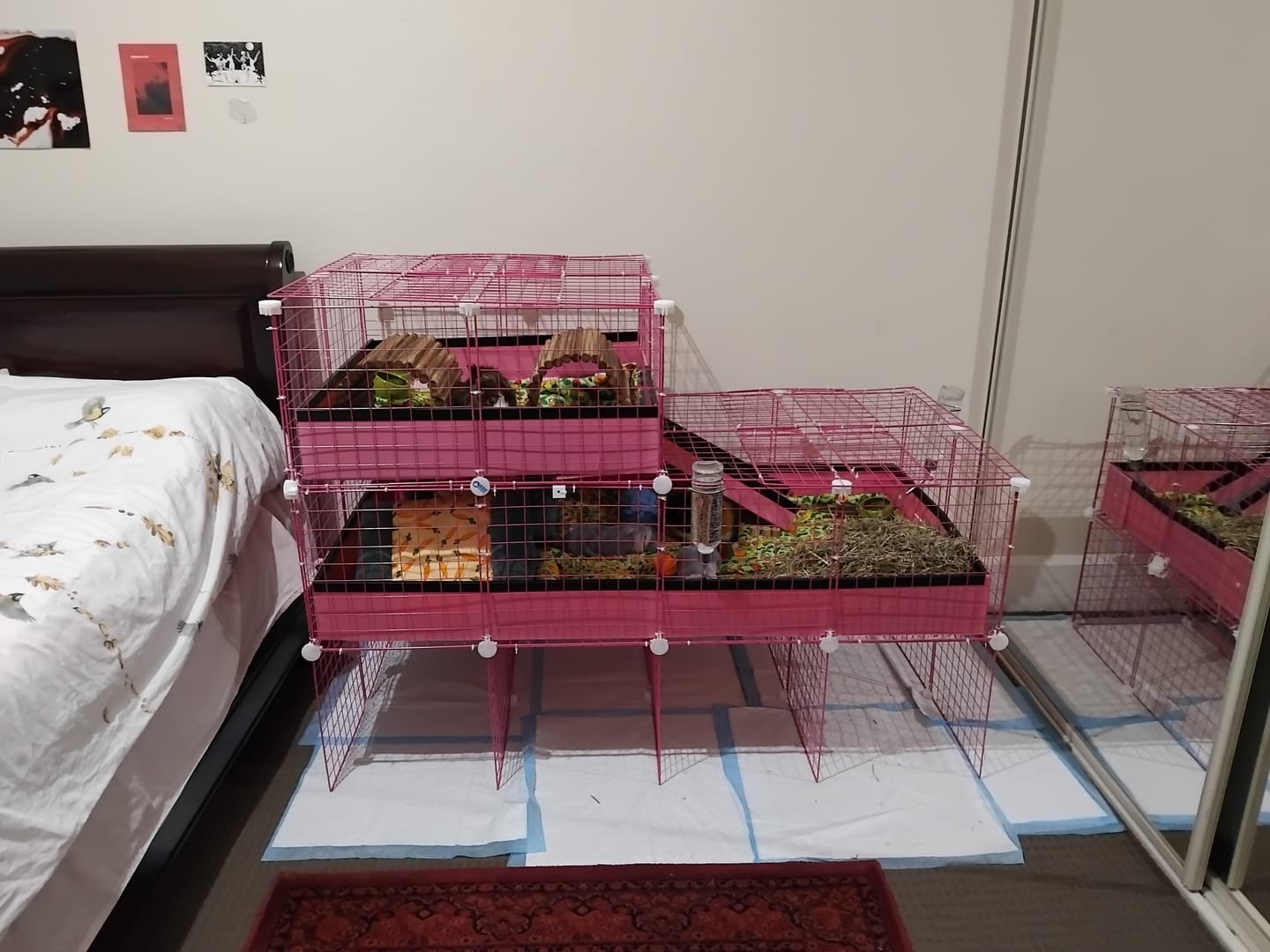 Customer photo review of 2 x 4 Ozzy C&C Cage Stand