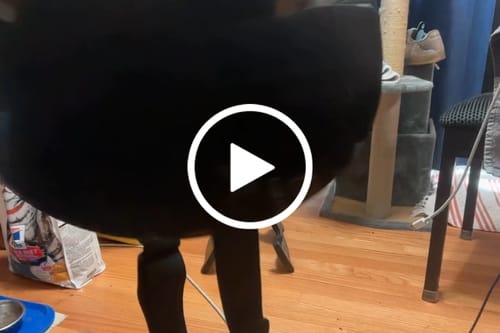 Customer video review of BunnyNest A-Frame Guitar Stand – Collapsible, Lightweight, Portable, & Universal for Acoustic, Electric, and Bass Guitars