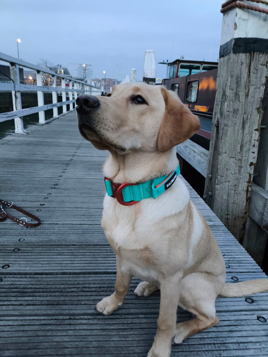 Customer photo review of 4cm LIGHTER Combat® Collar | With Handle Rated Clip - Turquoise & Orange