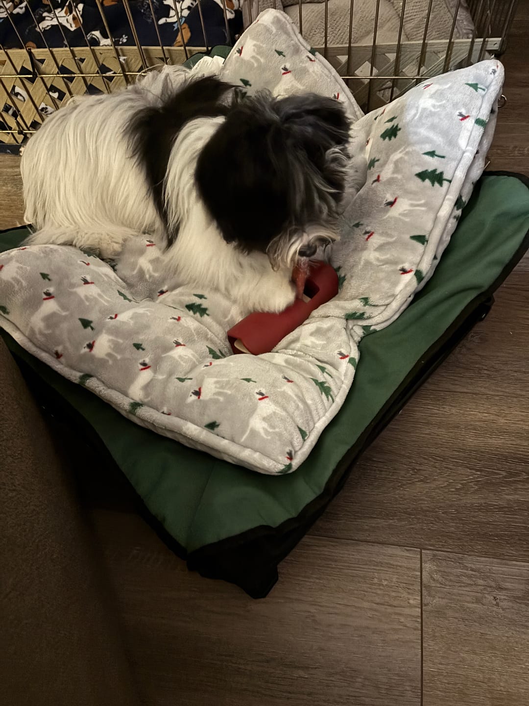 Customer photo review of Bully Stick Safety Holder