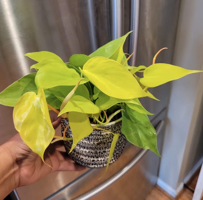 Customer photo review of Philodendron hederaceum 'Lemon Lime'