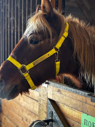 Customer photo review of Personalized Halter - Preorder