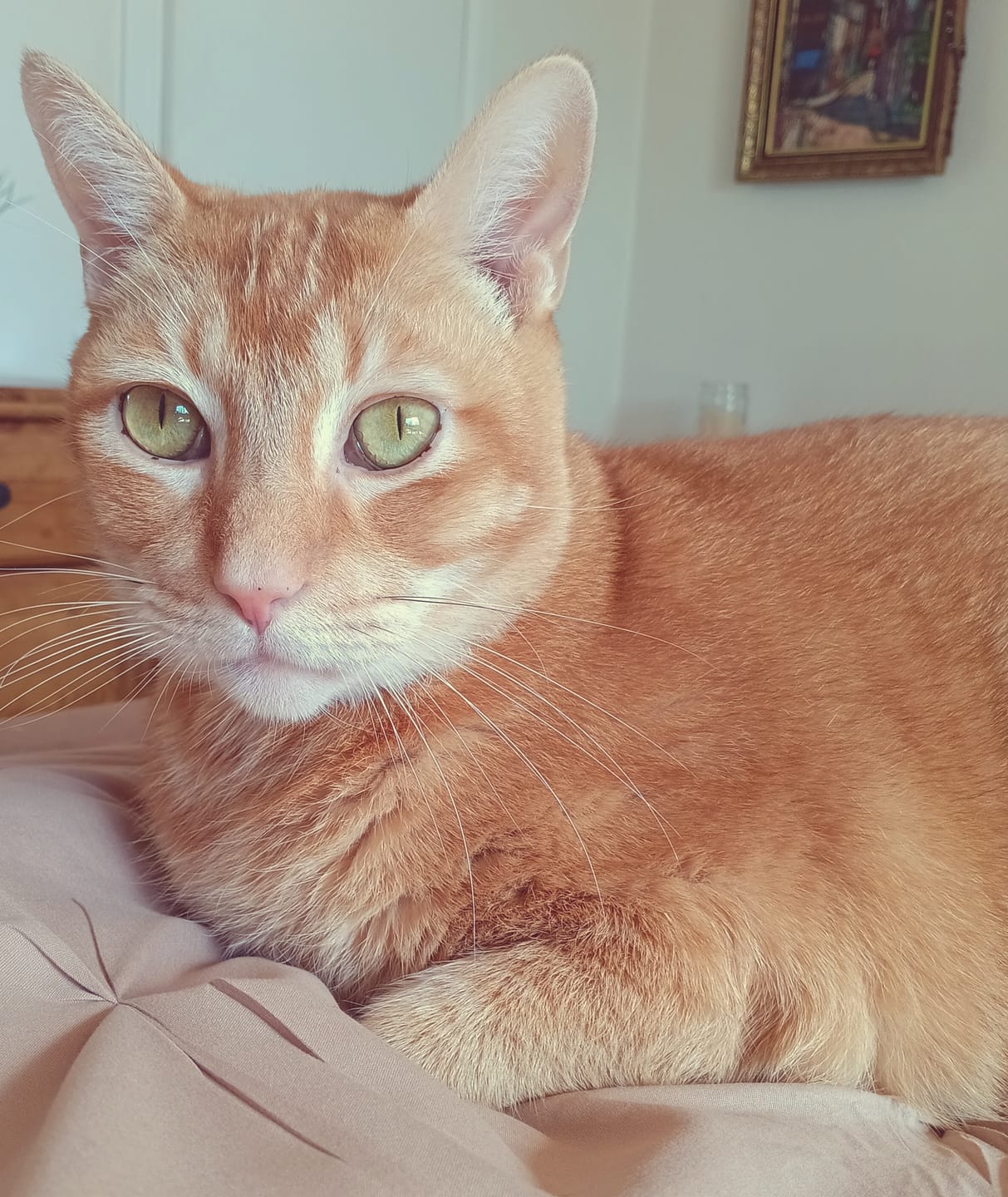 Customer photo review of Cat Dental Care & Bad Breath Remedy