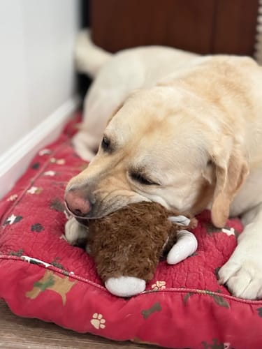 Customer photo review of Knuckleheads 2-in-1 Toy