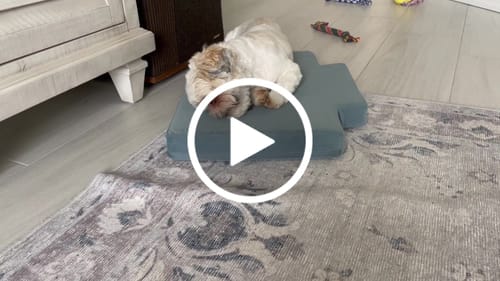 Customer video review of Blueberry Yak Chews