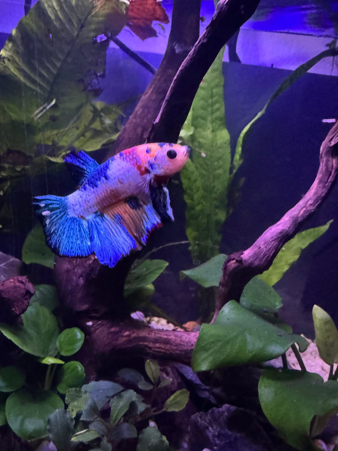 Customer photo review of Metallic Plakat Betta Fish | You Pick Betta | Show Grade