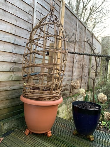 Customer photo review of The Willow Plant Support - Online Course and Kit