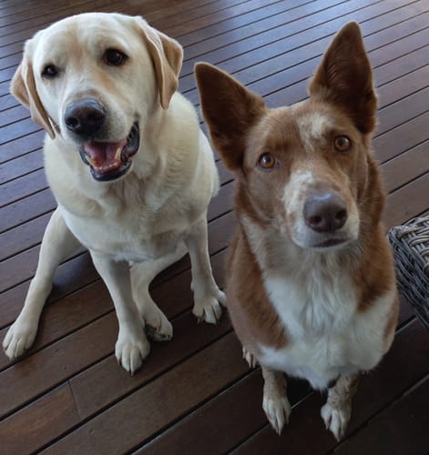 Customer photo review of DE for Pets