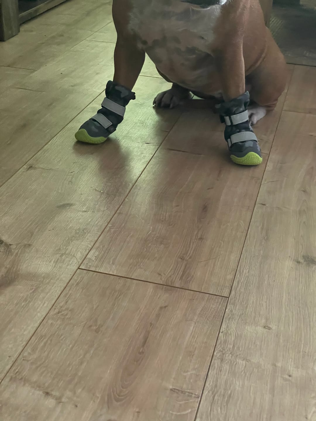 Customer photo review of Flex Shell Waterproof Dog Boots