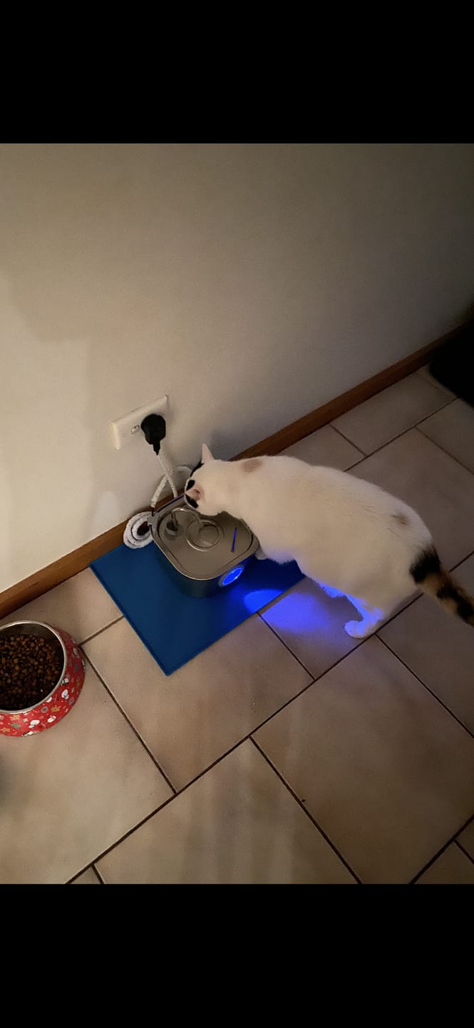 Customer photo review of Whisker Collective Drinking Fountain and Filter Replacement Packs