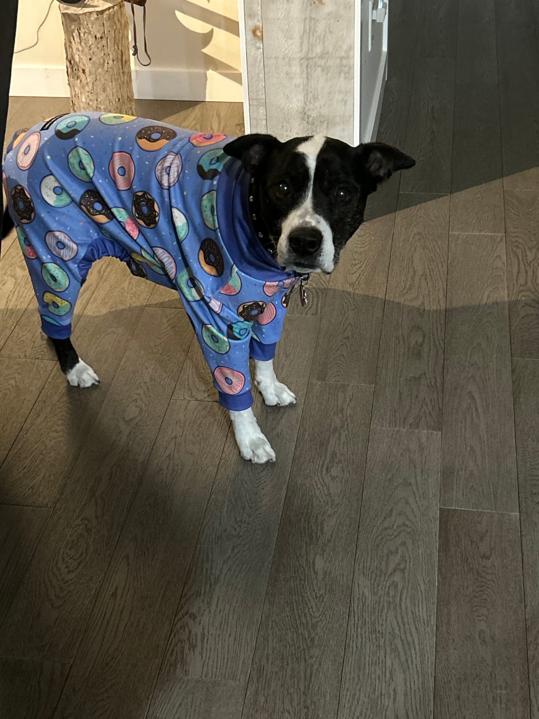 Customer photo review of Dog Pajama - Donuts