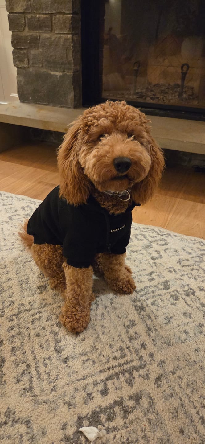 Customer photo review of Essential Dog Hoodie - Black