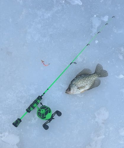 Customer photo review of Custom Power Noodle